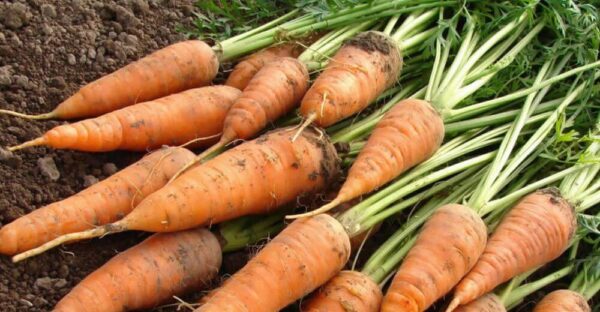 10 Tipps für den Anbau von Karotten
