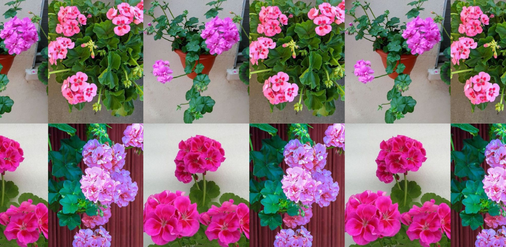 10 Tipps für den Anbau wunderschöner Geranien