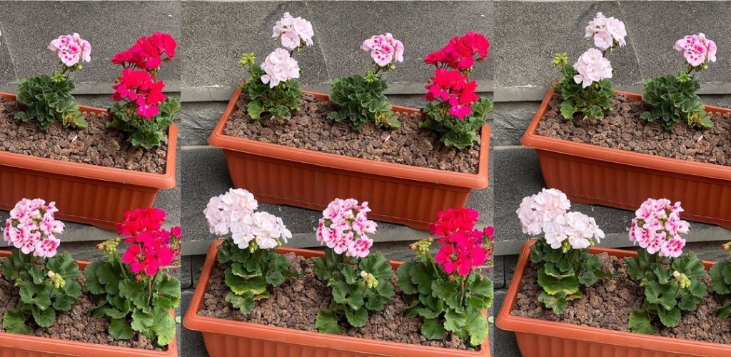 10 Tipps für den Anbau wunderschöner Geranien