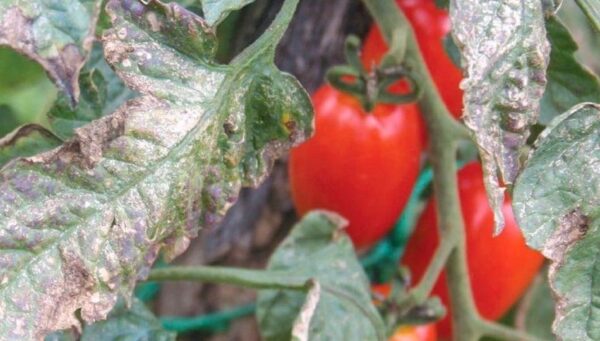 10 Tipps, um Krankheiten von Ihrem Garten fernzuhalten, sobald sie ausgesät werden