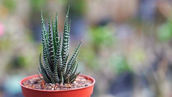 haworthia