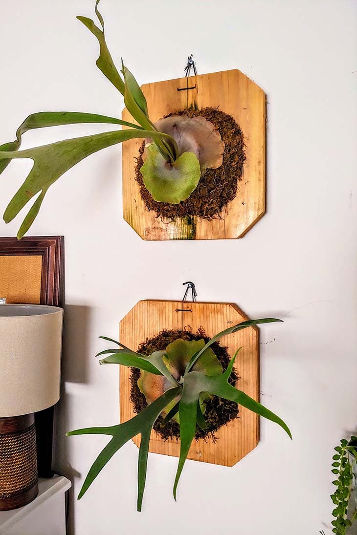 Platicerius Platicerius