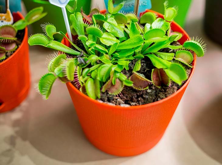 Venusfliegenfalle Venusfliegenfalle