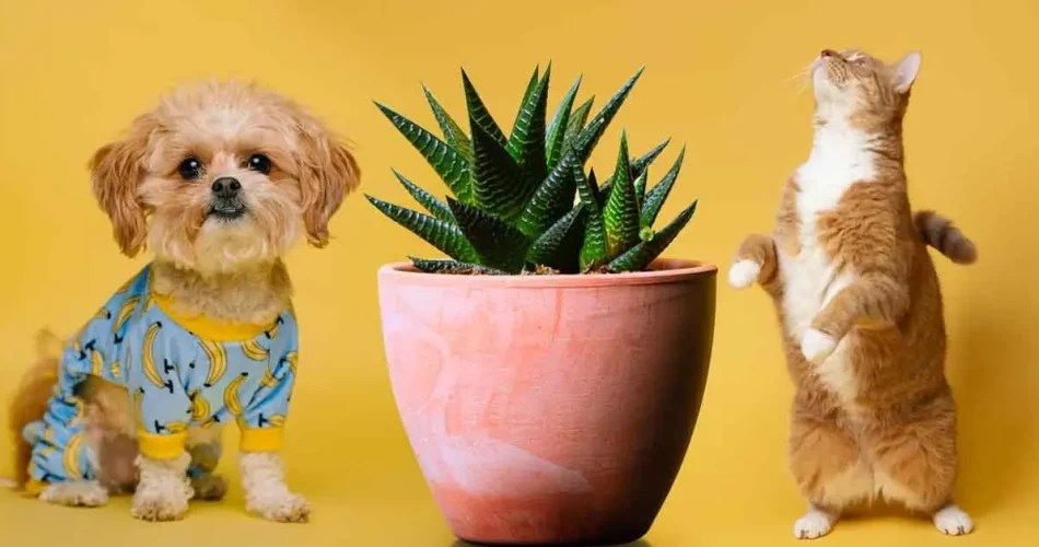 10 Zimmerpflanzen, die für Haustiere sicher sind