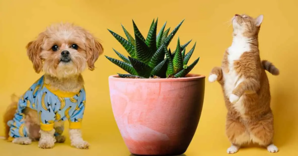 10 Zimmerpflanzen, die für Haustiere sicher sind