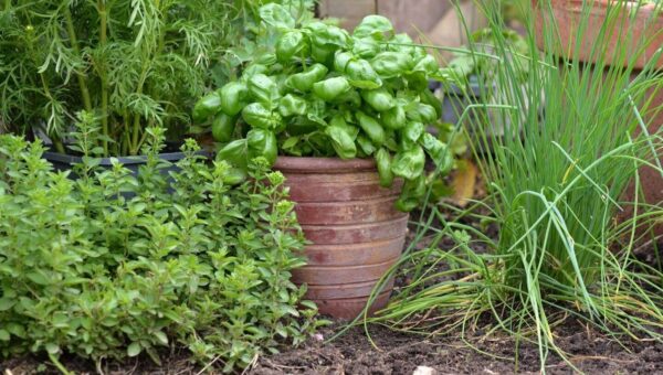 10 mehrjährige und einjährige Kräuter zum Pflanzen im Herbst