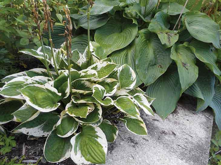 Hosta, Gartenpflanze – Quelle: spm