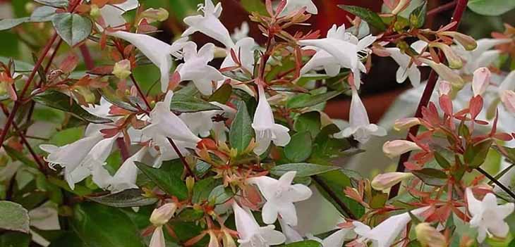 Abelia mit großen Blüten – Herkunft: spm