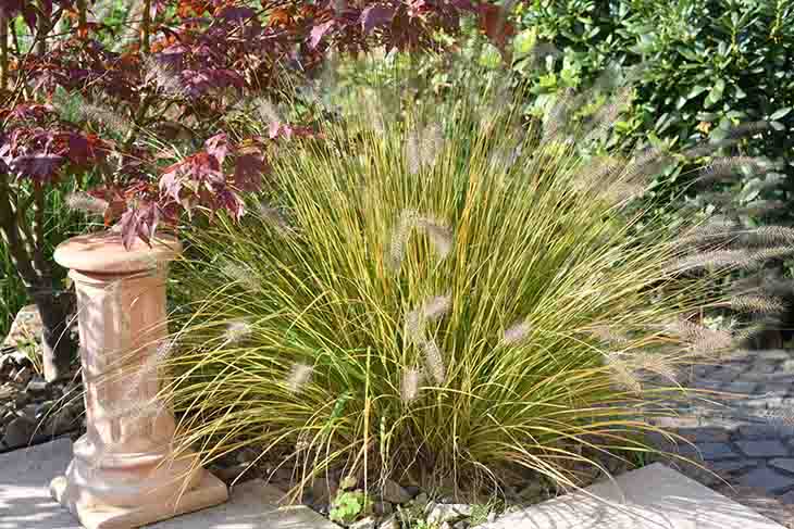 Ein Kraut, das die Wege schmückt