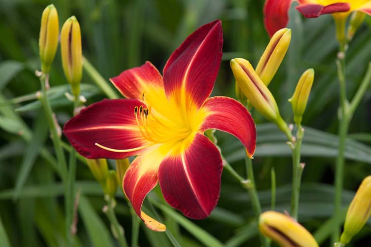 Mehrjährige Pflanzen