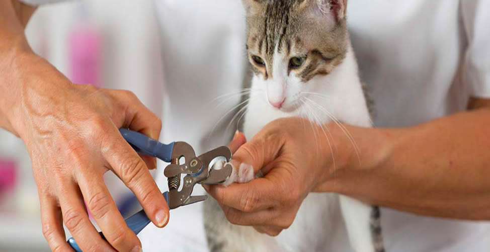 Wie man eine Katze badet