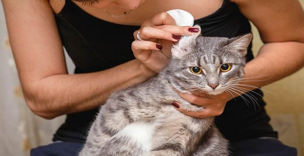 Wie man eine Katze badet