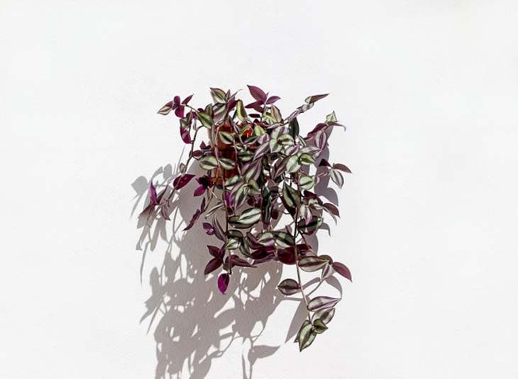 Tradescantia Zebrina