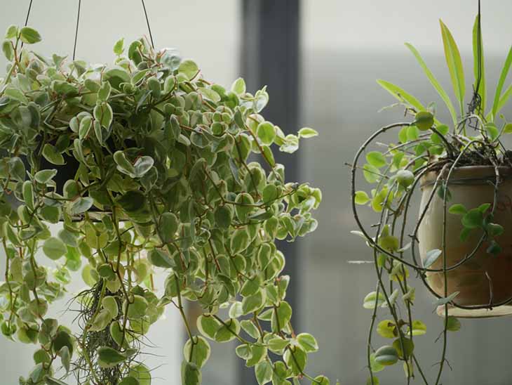 Hängepflanze