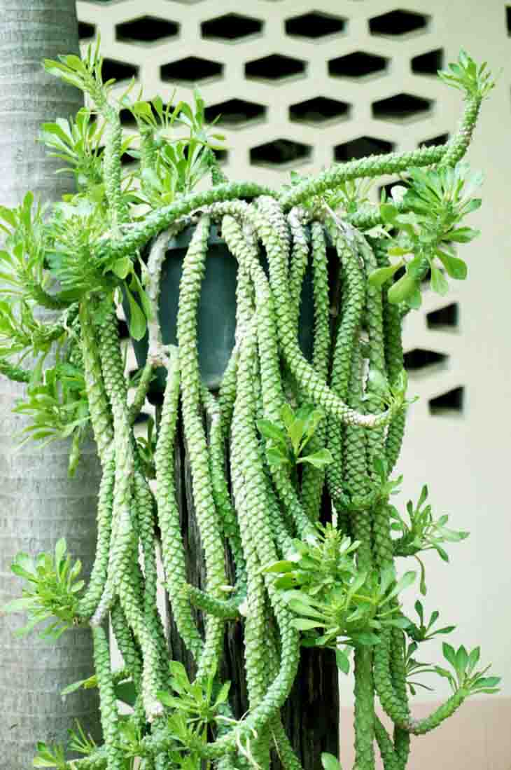 Aporocactus Flagelliformis