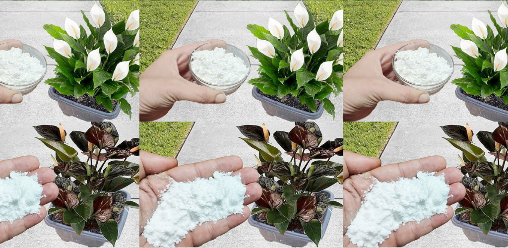 12 geniale Möglichkeiten, Backpulver in Ihrem Garten zu verwenden: Die Geheimwaffe eines Gärtners