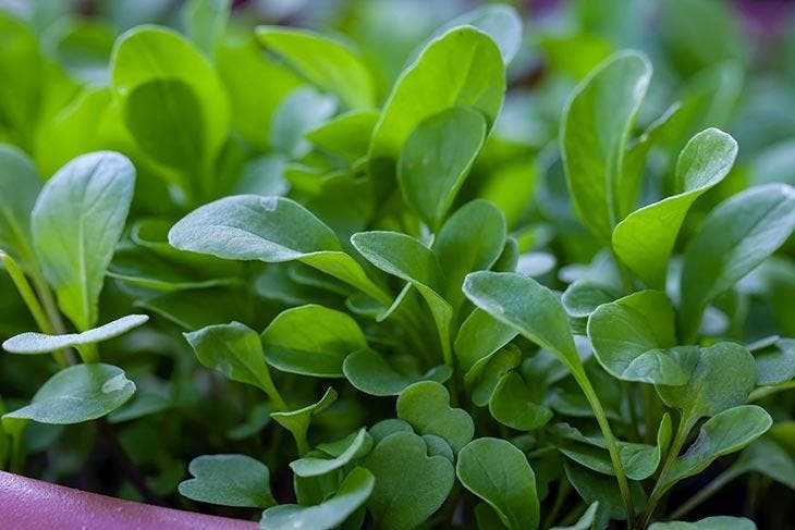 Brunnenkresseblätter