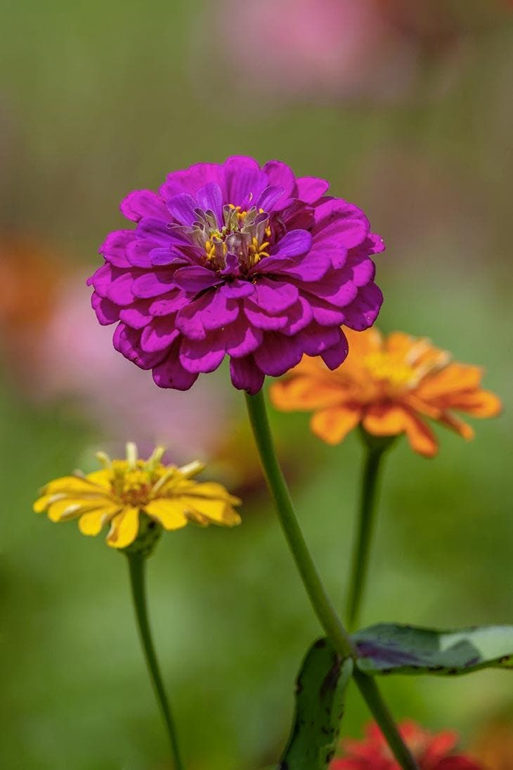 Zinnia orange, gelb und lila