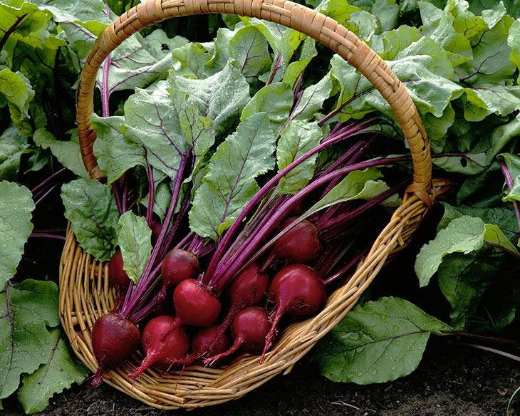 Korb mit im Garten angebauten Rüben