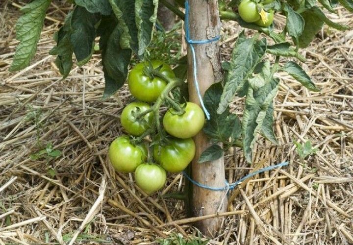 13 Tipps für den Anbau von Tomaten in unbegrenzten Mengen