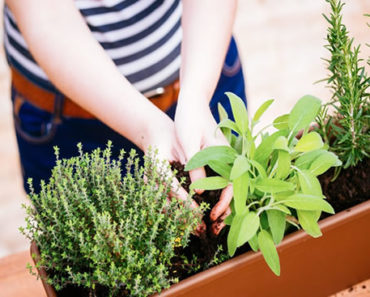 13 aromatische Kräuter für den einfachen Anbau zu Hause