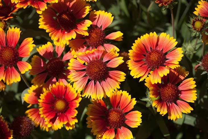 Gaillarde - Gusseisen: spm