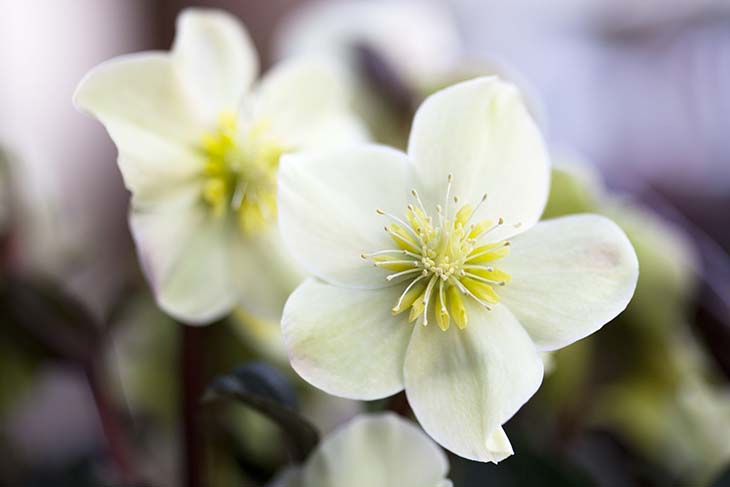 Elleboro – Quelle: spm