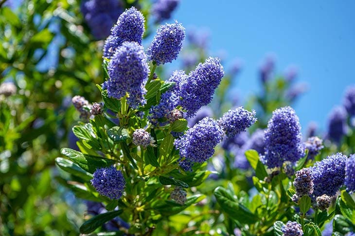 Ceanothus – Quelle: spm