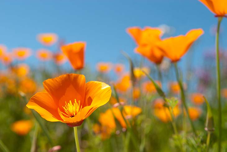 Eschscholzia - Quelle: spm