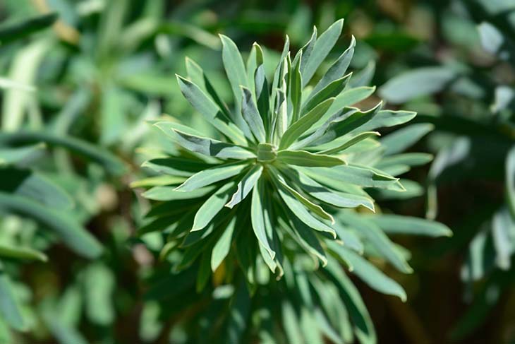 Euphorbia characias – Quelle: spm