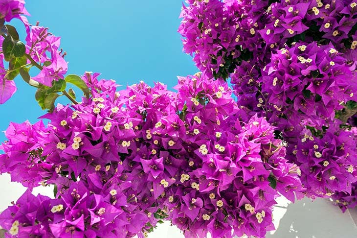 Bougainvillea - Herkunft: spm