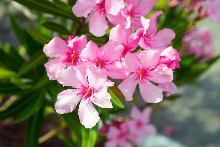 Oleander - Quelle: spm