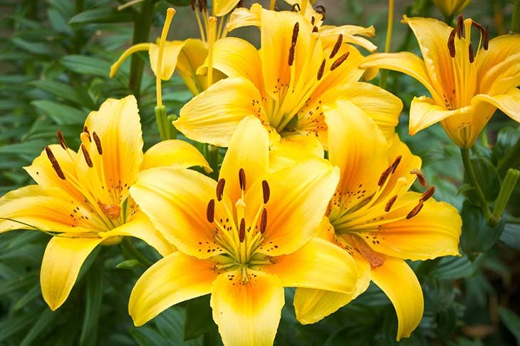 Emerocallid – Quelle: spm