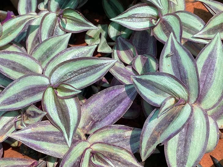 Tradescantia - Quelle: spm