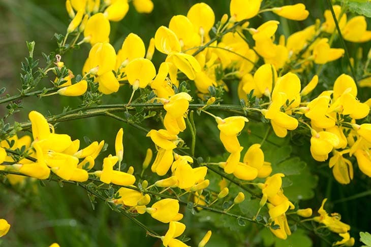 Cytisus scoparium - Quelle: spm