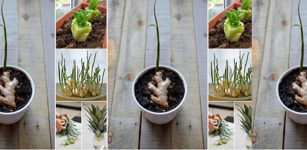 16 Gemüsesorten, die Sie immer wieder nachwachsen lassen können