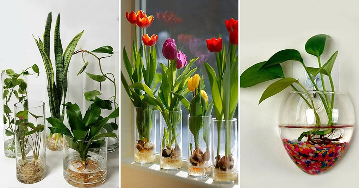 19 Zimmerpflanzen, die im Wasser gezüchtet werden können