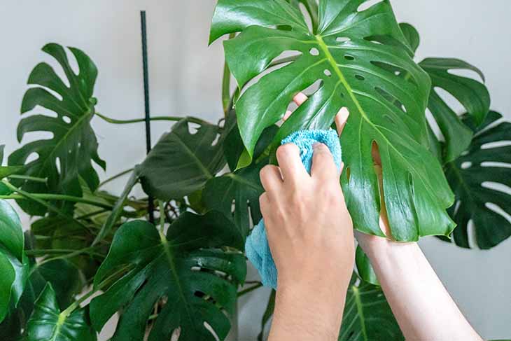 Kümmere dich um Pflanzen