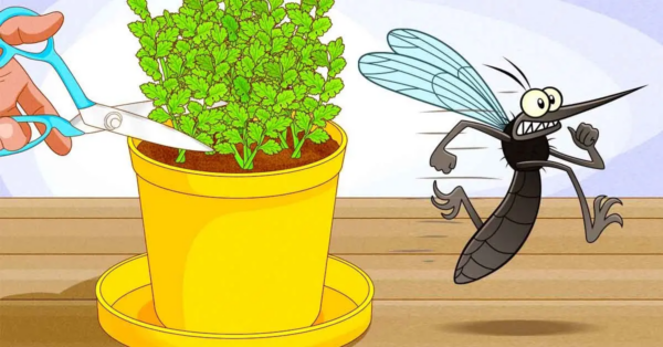 3 Abwehrpflanzen zum Wachsen im Frühling