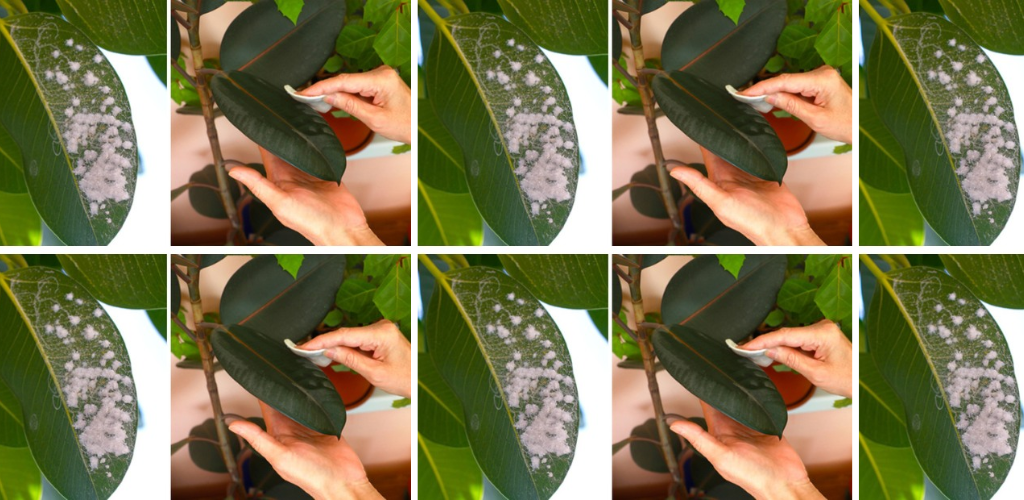 3 Hausmittel, um Wollläuse aus Ihren Pflanzen zu entfernen