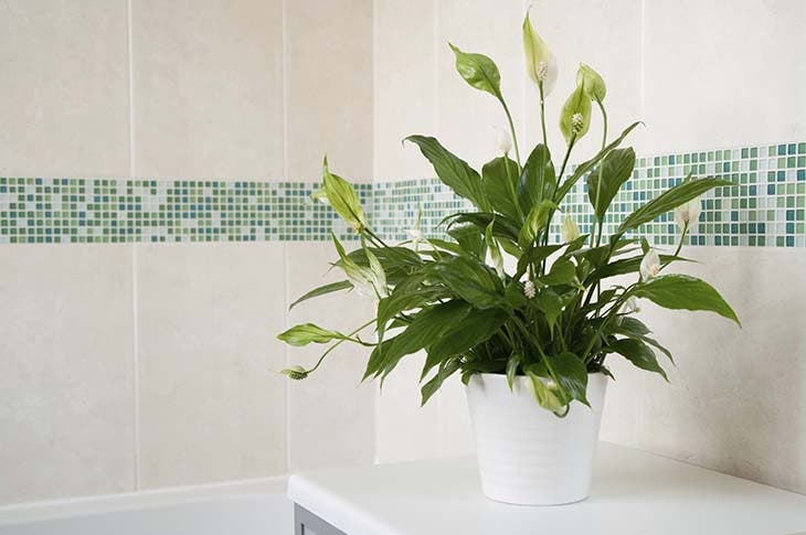 Spathiphyllum