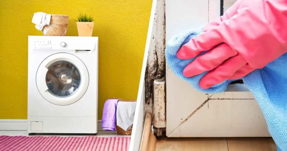 3 Pflanzen, die das Auftreten von Feuchtigkeit und Schimmel im Haus verhindern