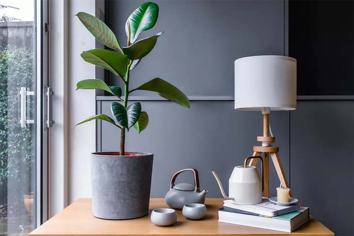 Ficus elastica – Quelle: spm