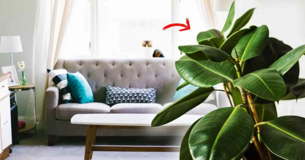 3 Pflanzen, die das Haus entstauben und dabei helfen, es sauber zu halten