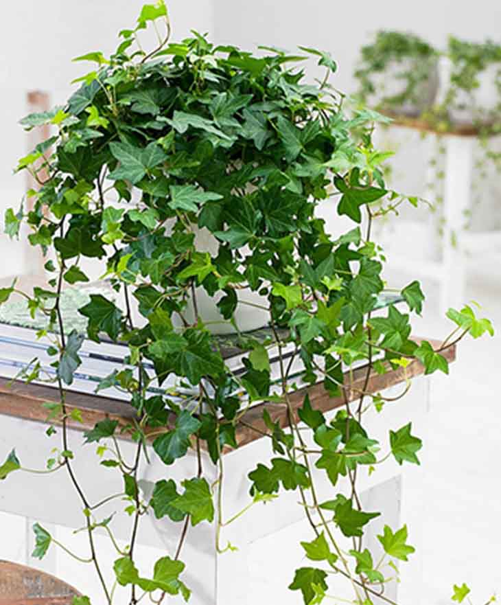 Efeu – Quelle: spm