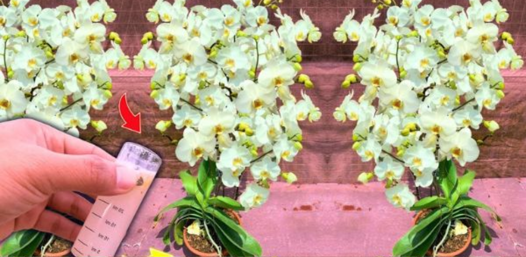 3 einfache und effektive Tipps zur Wiederbelebung Ihrer Orchideen