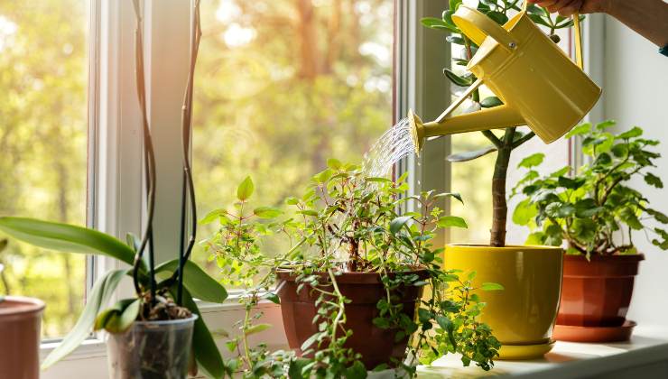 kümmere dich um die Pflanzen