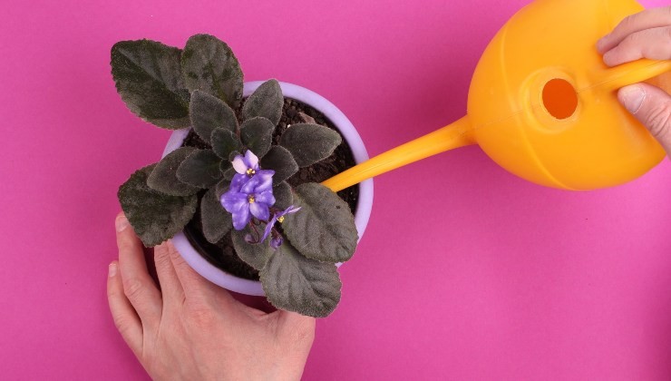 3 natürliche Düngemittel für Ihre Pflanzen