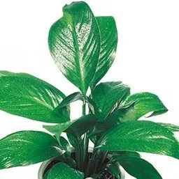 Spathiphyllum 'Kleiner Engel'