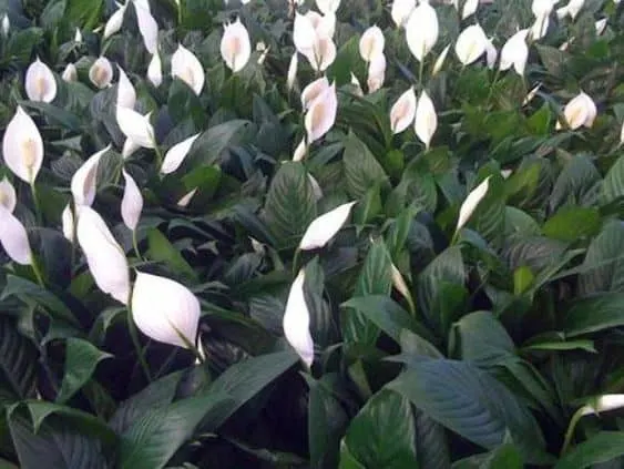 Spathiphyllum Sweet Benito